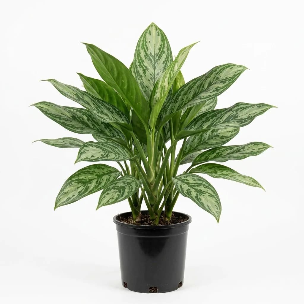 Aglaonema 'Silver Queen'