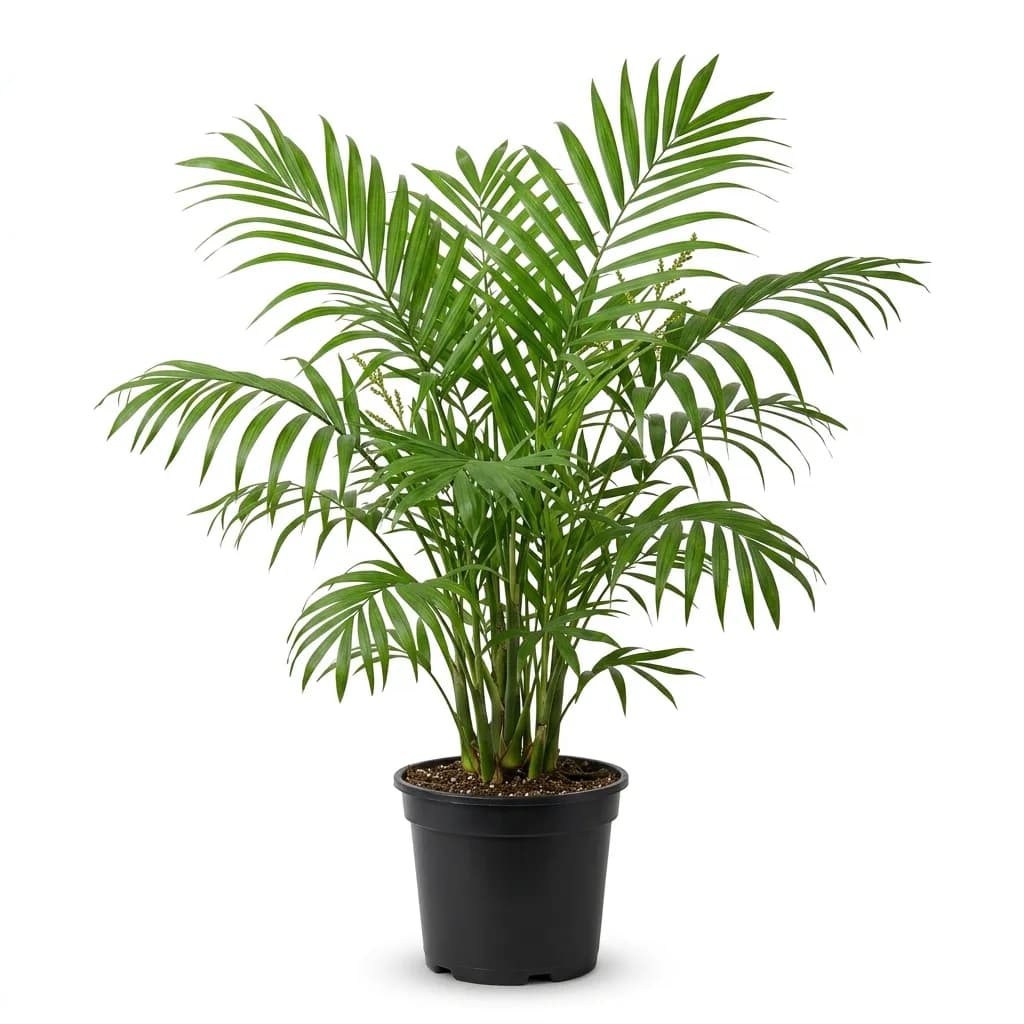 Chamaedorea elegans