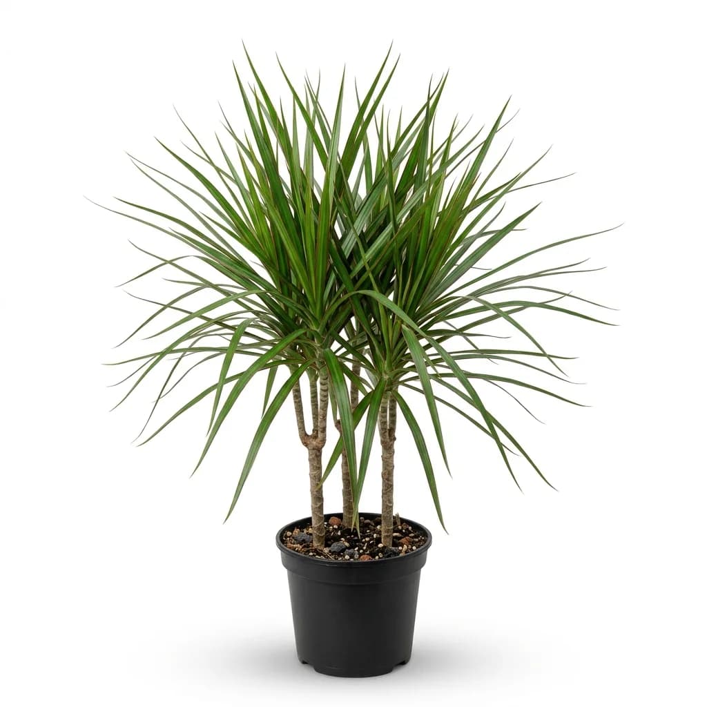Dracaena marginata