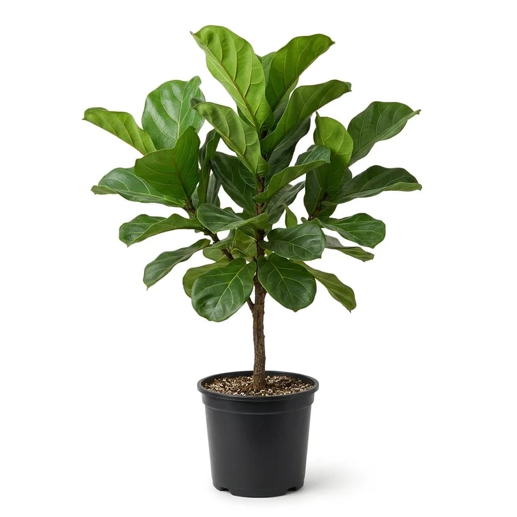 Ficus lyrata