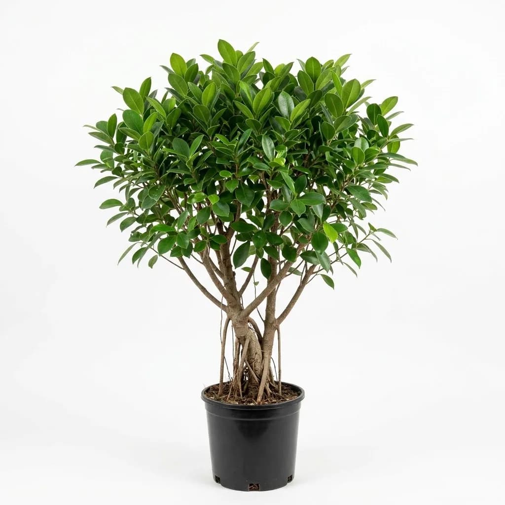 Ficus microcarpa