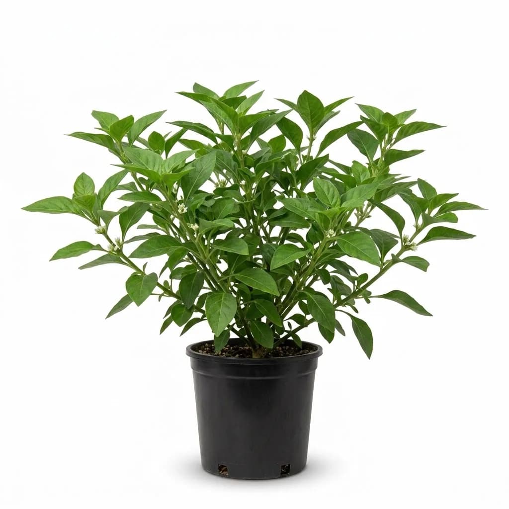 Alternanthera (Green)