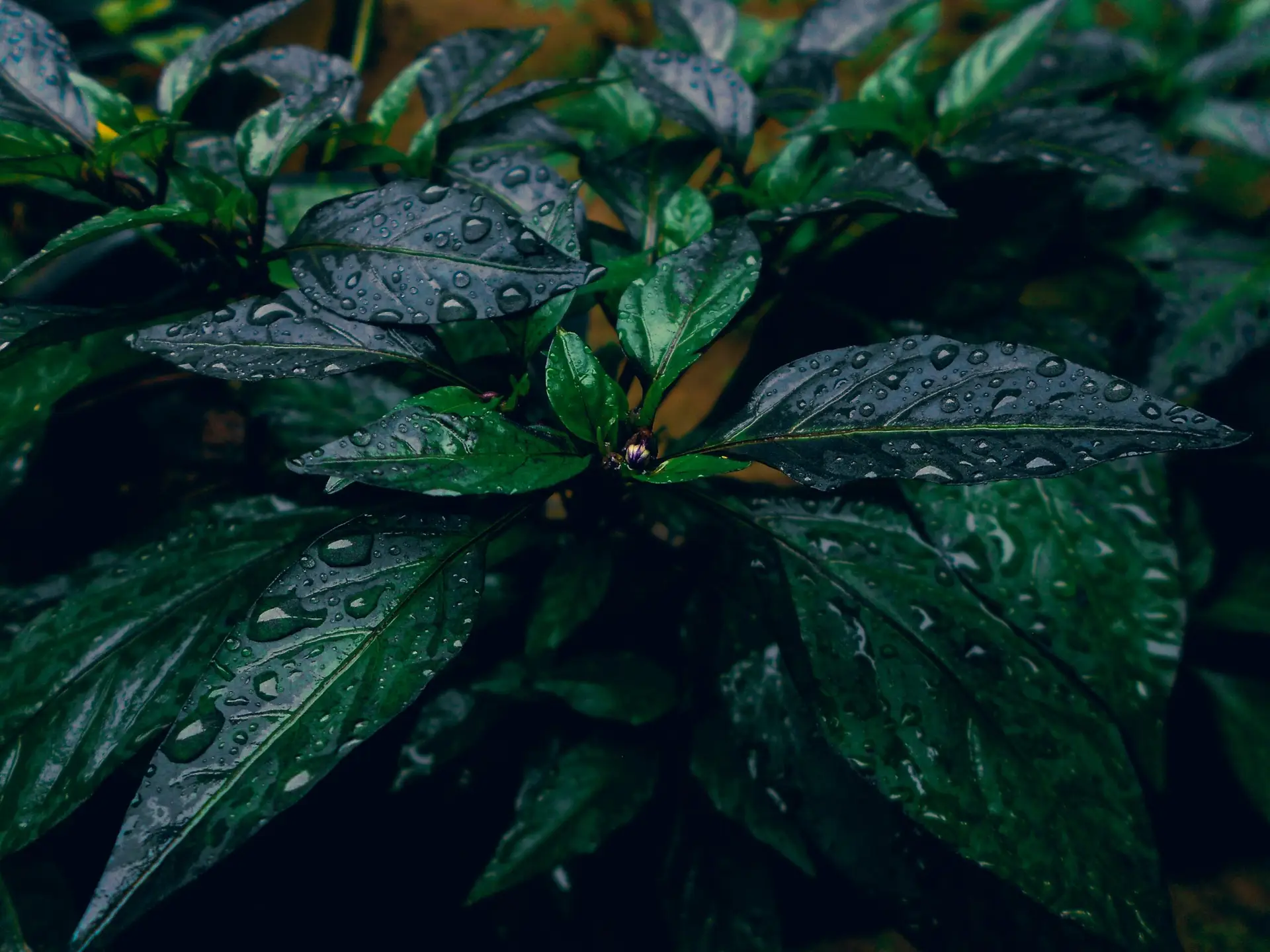 Outdoor Plants